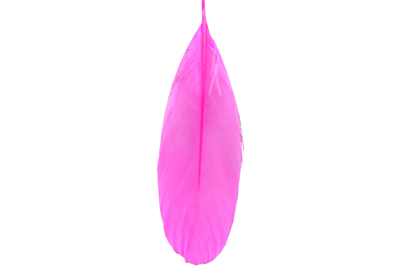 Venus earrings
