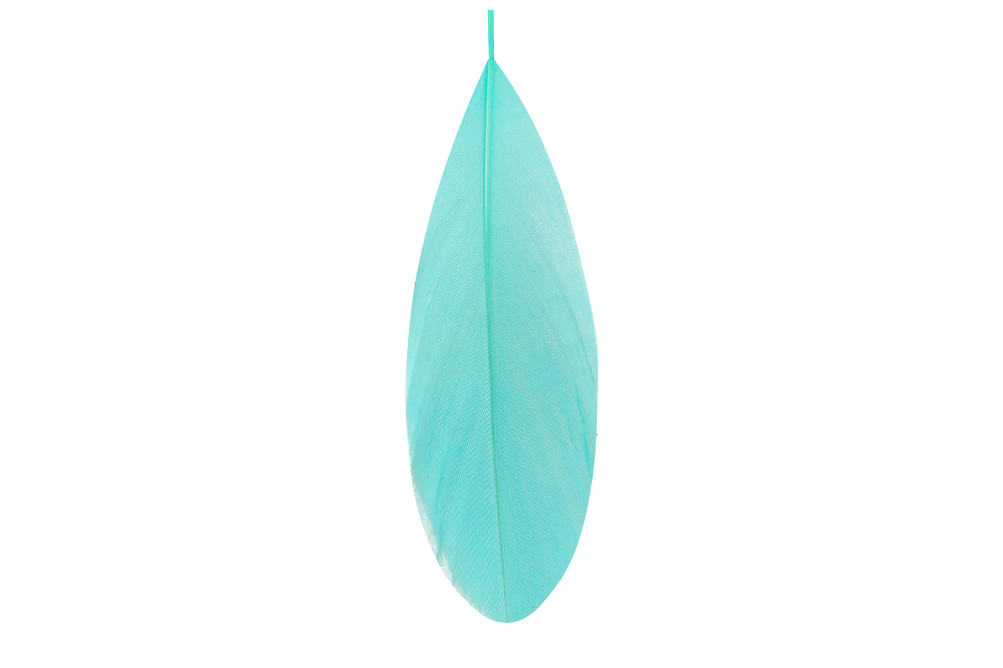 Venus earrings
